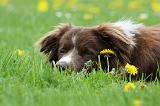 BORDER COLLIE 1011